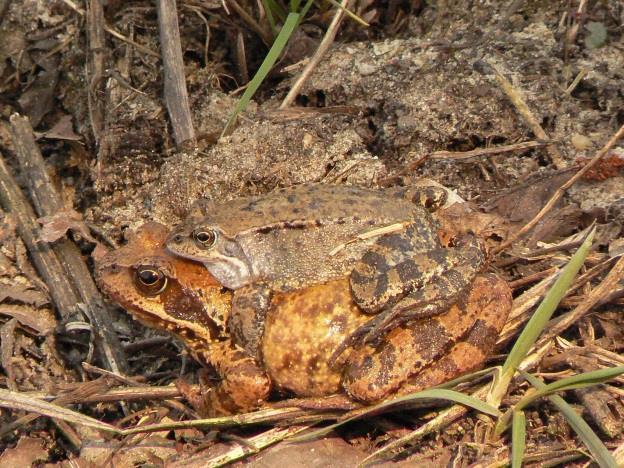 esculenta Lithobates