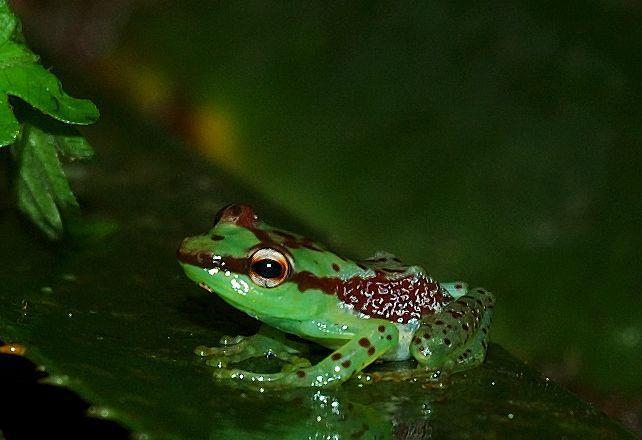 IX. Tetrapoda: