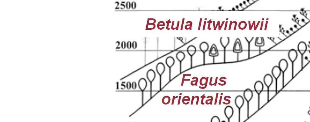 Fagus orientalis Quercus macrantherea Fagus orientalis