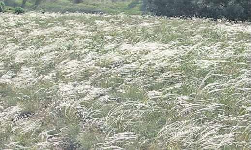 Typická step podhůří (Stipa lessingiana, S.