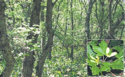 1300) m: bučiny Dentario quinquefoliae-fagion Fagus taurica (přechodný typ mezi F. sylvatica a F.