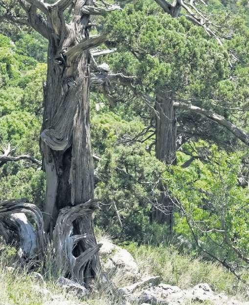foetidissima (700 900 m) o Juniperus excelsa (300 600 m) Pinus nigra