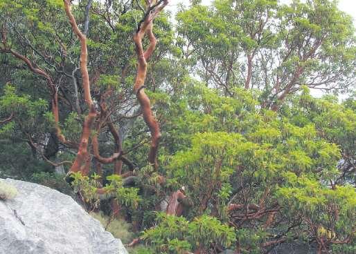 Vegetace Jižní svahy Jajly nižší část Opadavé teplomilné doubravy a křoviny o o o o o o o o Quercus pubescens Carpinus