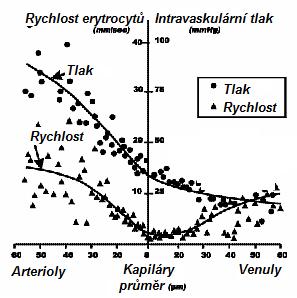 rozpadá uspořádání s erytrocyty uprostřed a efektivní viskozita opět roste (Lipowsky 2005).