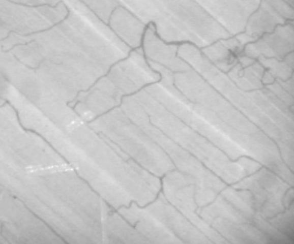 A arteriola, V venula, C kapilára Obr.