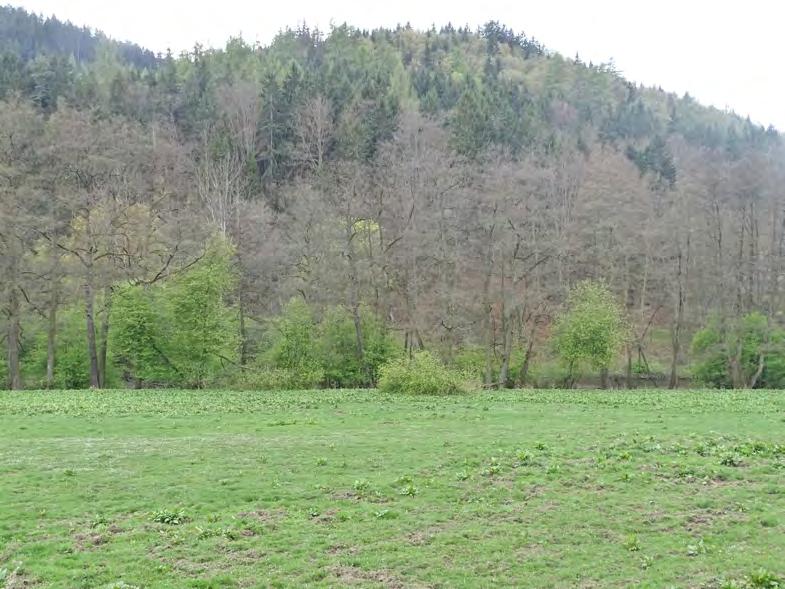 žluny šedé a datla černého při