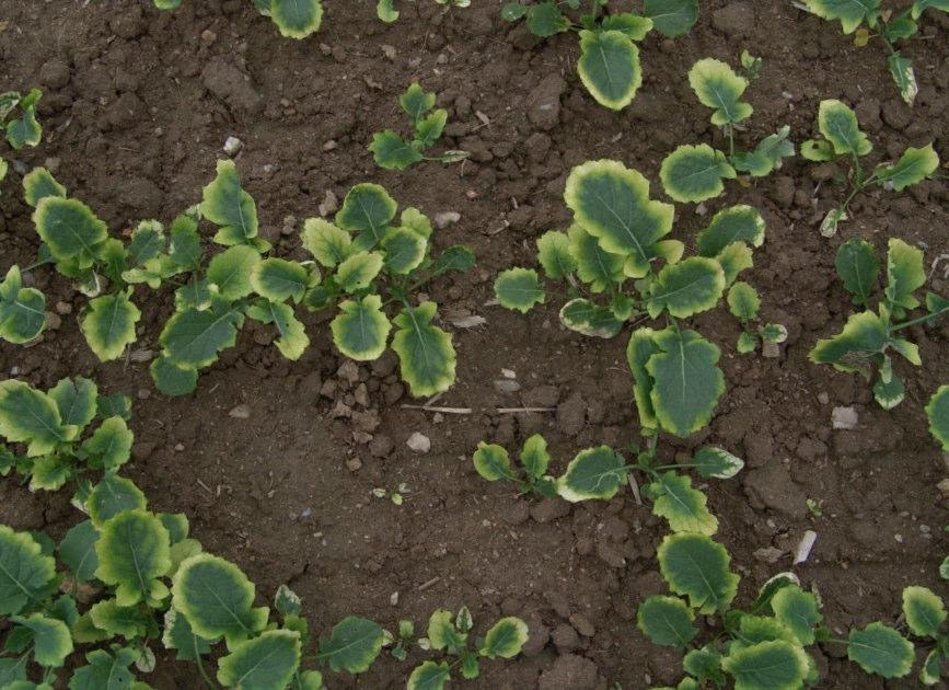 brázdu, nebo dokonce na strniště předplodiny), což zvyšuje pracovní i finanční náročnost operce. Následné zapravení herbicidu se nejčastěji provádí přímo secí kombinací. Preemergentní ošetření Obr.