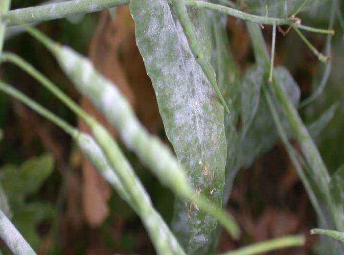 Obr. III.2.7/1 Mycelium patogena původce padlí brukvovitých na řepce olejce ozimé (foto E.