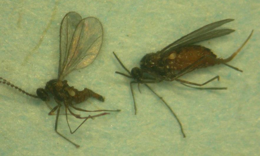 než šířka vajíčka. Larva je 2 3 mm velká, beznohá se silně redukovanou hlavou. Mladé larvy bývají bezbarvé, během vývoje se stávají bělavé.