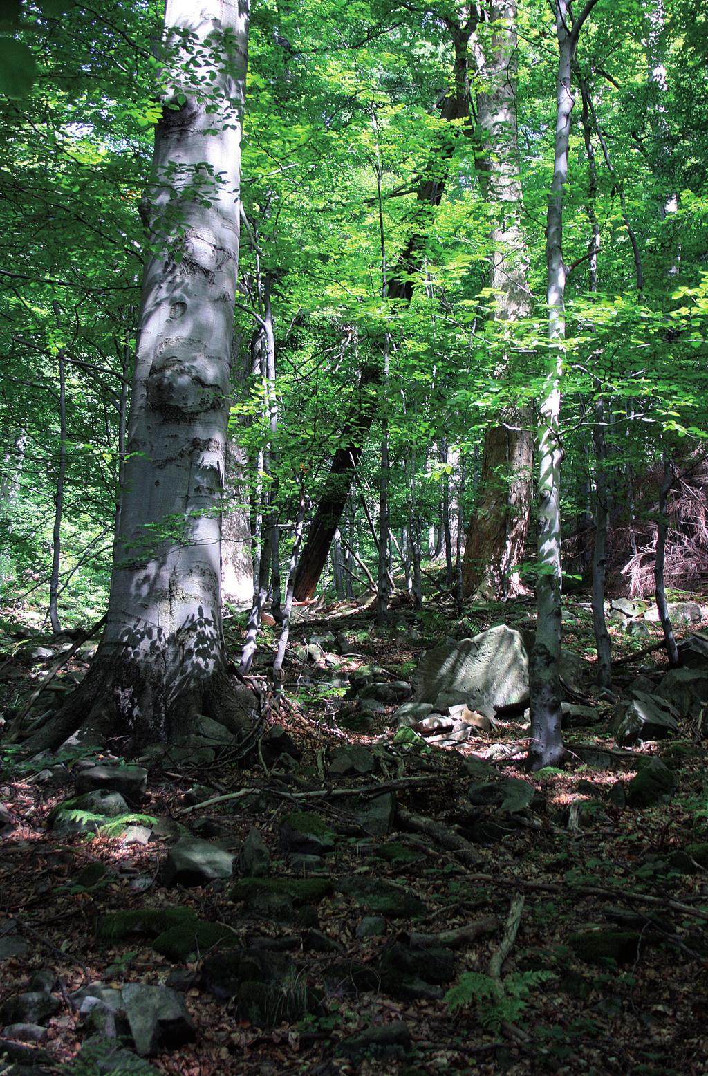 Acta Carpathica Occidentalis 6 Tuf I. H. & Kupka J. Fig. 1: Plant communities of debris woods are unique due to its specific soil conditions as well as specific microclimate. Orig. Jiří Kupka. Obr.