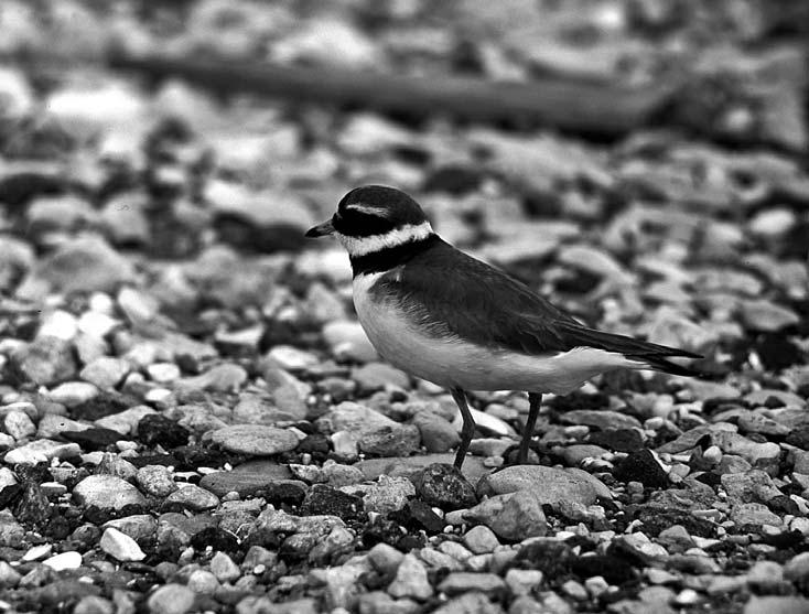 Kulík bledý (Pluvialis squatarola) V letech 1973 až 2006 jsem pozoroval kulíka bledého pouze třikrát, v roce 2007 devětkrát, a to 1 2 exempláře, v plném svatebním šatě.