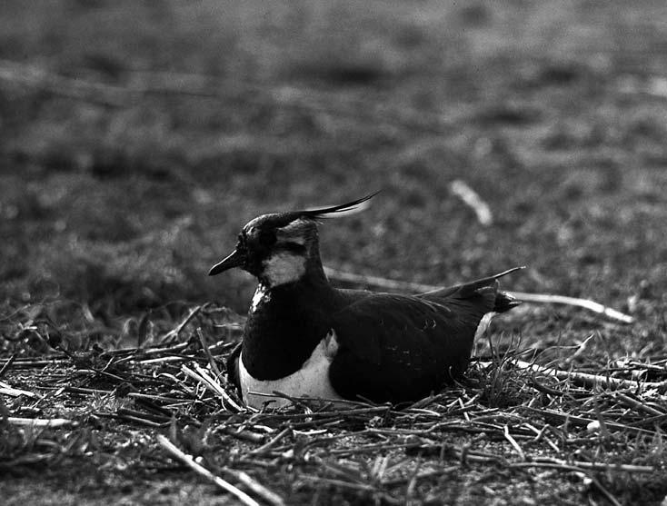 Jespák bojovný (Philomachus pugnax) Dříve se na jaře vyskytovala hejna jespáka bojovného až o několika stech jedincích (např.