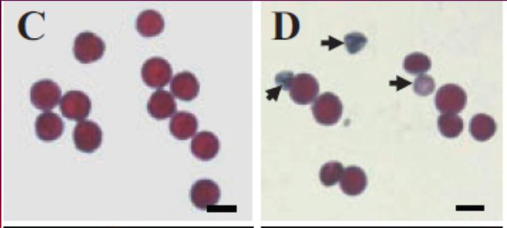 Arabidopsis.