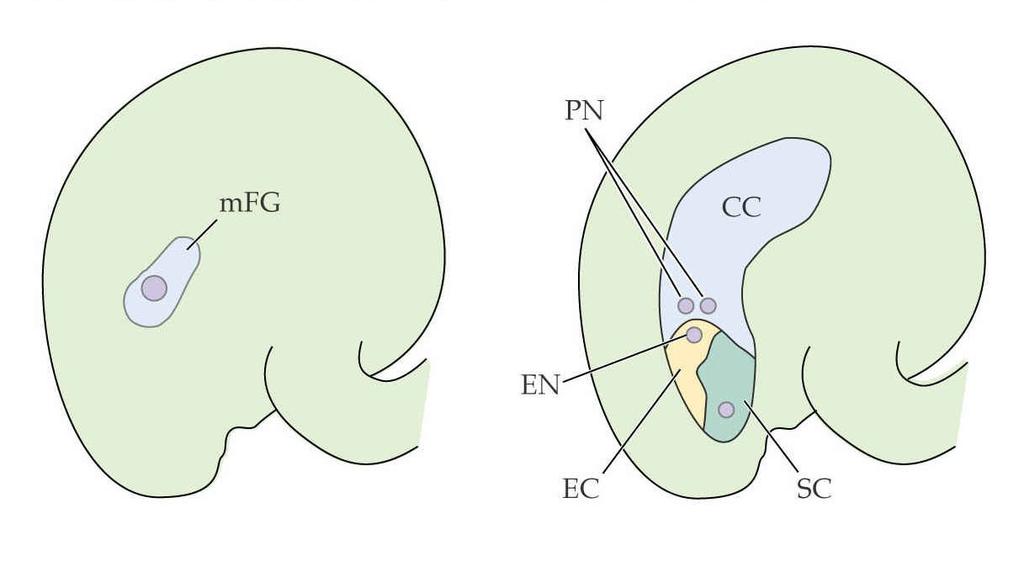 megasporogenezí fem2 gfa Arabidopsis