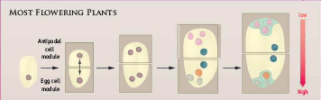 polarizovaná - tvoří se gradient koncentrace auxinů.