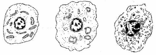 Podle původní definice opírající se o morfologická kritéria byla nekróza charakterizována jako typ buněčné smrti, jež nenese morfologické znaky apoptózy nebo autofagie (Kerr et al., 1972).