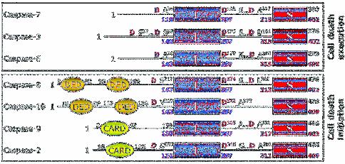 různé strukturní motivy. Pro kaspasy-2 a -9 je charakteristická tzv. CARD (caspase activation and recruitment domain) doména, další možností jsou tzv.