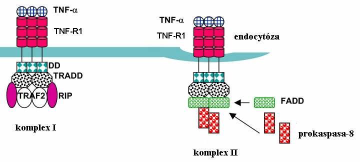 že systém vyžaduje další adaptorové molekuly, což se potvrdilo modelem dvou následných signálních komplexů (Micheau a Tschopp, 2003).
