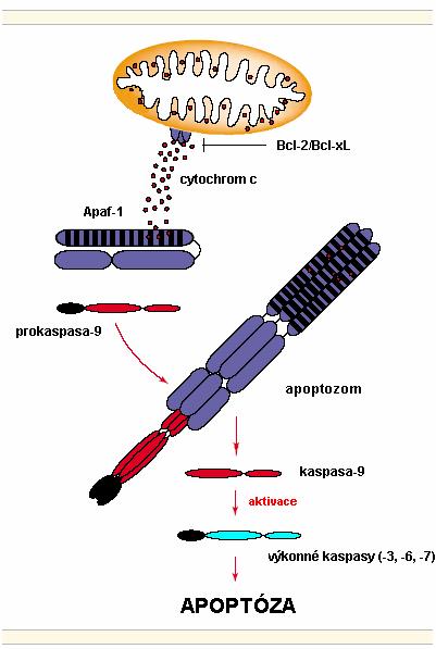 Specifické stresové podněty indukují uvolnění cytochromu c z mezimembránového prostoru mitochondrií do cytoplazmy.