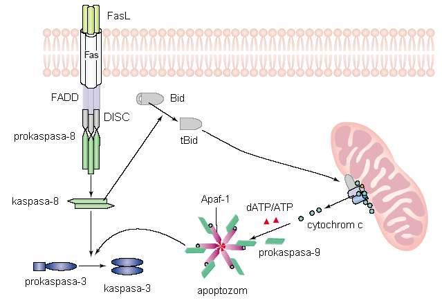 Stimulace Fas receptoru Fas ligandem vede k vytvoření komplexu DISC a aktivaci prokaspasy-8.