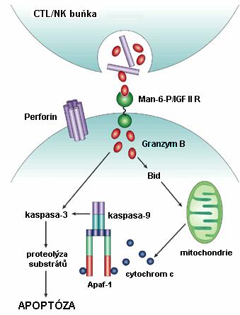 teorie předpokládají, že granzym B specificky interaguje s membránovým receptorem man-6-p/igf II R (mannose 6-phosphate/insulin-like growth factor II receptor) a poté proniká do cílové buňky