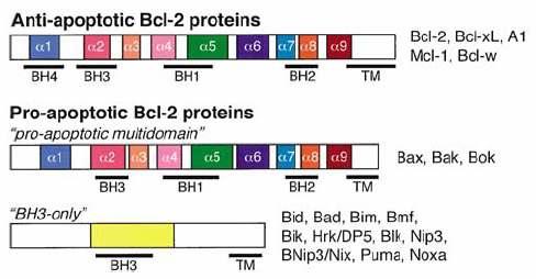 Proapoptotické proteiny Bcl-2 rodiny vykazují nižší stupeň homologie a lze je dále členit podle struktury na dvě podskupiny. První zahrnuje tzv.