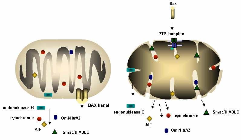 vnější mitochondriální membrány. Mechanismus, kterým dochází k narušení celistvosti vnější mitochondriální membrány je stále předmětem debat.