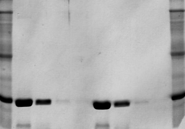 Z gelů je však patrné, že se i v nižších molekulových hmotnostech, než je sám protein, objevily nečistoty. 5.7 Stanovení koncentrace proteinu dle Bradfordové Bylo postupováno podle kap. 4.10.