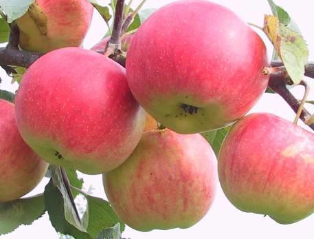 RUBINOLA Excellent winter variety Organic orchards Harvest: end of Oct Storage: March-Apr Origin: ÚEB AV Czech Rep.