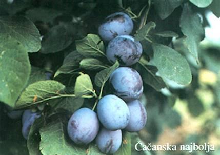 Harvest: Aug/Sep