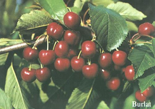 BURLAT Type: Dark semi-hard-fleshed cherry Harvest: 2 nd week