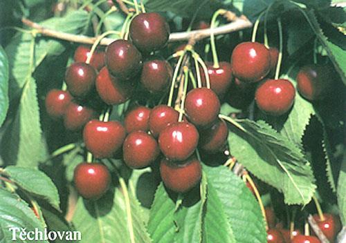 TĚCHLOVAN Type: Dark hard-fleshed cherry Harvest: 5 th week Characteristics: Good resistance of