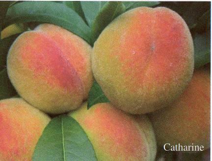 CATHARINE - clingstone peach Early harvest, 7 days earlier Characteristics: Mediocre resistance