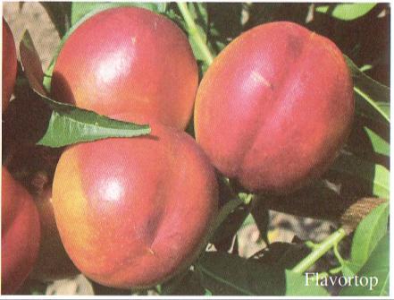 FLAVORTOP - nectarine Harvest: Medium early Characteristics: Mediocre resistance