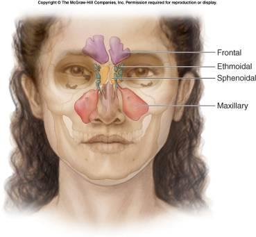 Vedlejší nosní dutiny paranazální dutiny (Sinus paranasales) Sinus maxillaris (antrum Highmori) (25 cm 3 ) Sinus frontalis (18 cm 3 ) Sinus sphenoidalis (6