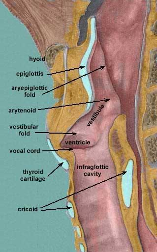 nepárový dutý chrupavčitý orgán tvar přesýpacích hodin odstupuje ventrálně z pars laryngea pharyngis zavěšen