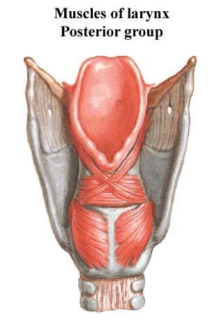 Hrtan svaly zadní skupina m. arytenoideus transversus m.