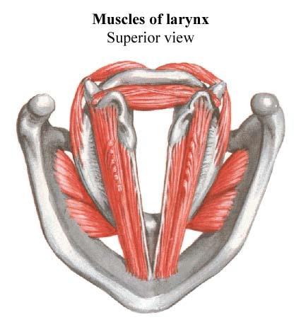 m. vocalis m. cricorytenoideus post. m. cricoarytenoideus lat. m. arytenoideus obliquus m.