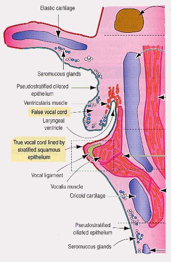 Hrtan stavba epitel na příklopce: jazykový povrch vícevrstevný dlaždicový nerohovějící hrtanový povrch epitel dýchacích