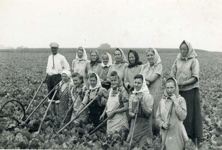 rodina a sousedé jednotí řepu V únoru 1948 však došlo ke komunistickému puči a všechny představy rodičů o soukromém hospodaření začaly brát za své.