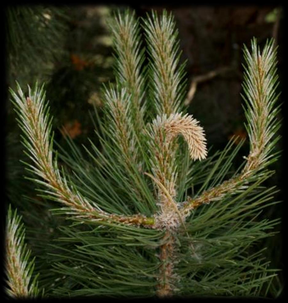 Diagnostika deformací