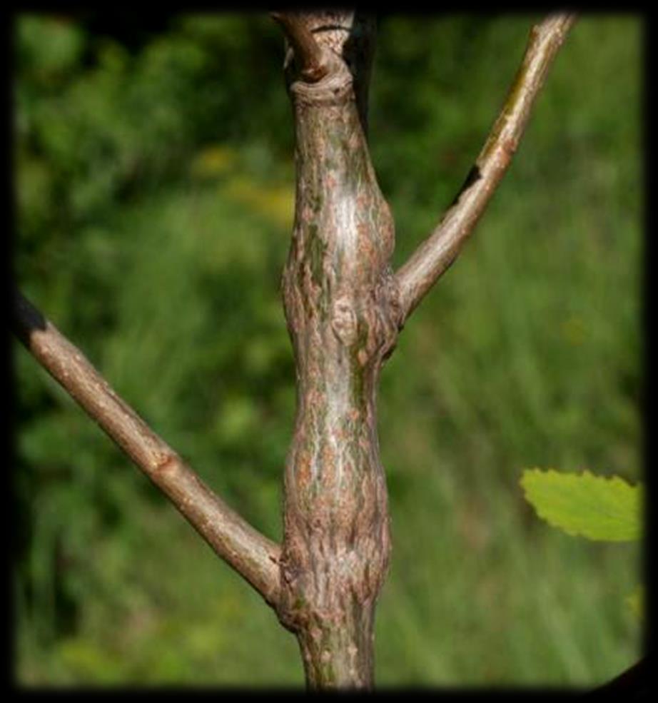 Diagnostika