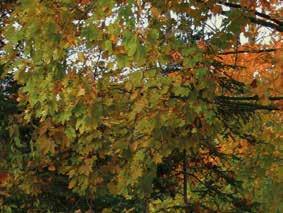 Úklid a údržba zahrady ZAHRADNÍ VYSAVAČE A FUKARY Elektrické vysavače a fukary zpříjemní a usnadní podzimní úklid spadaného listí během chviličky jej odfouknou tam, kam je potřeba, nebo vysají.
