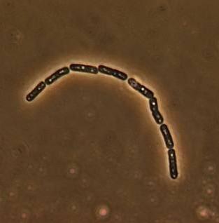 Bacillus cereus n 1 n 2 n 3