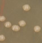 Chromobacterium