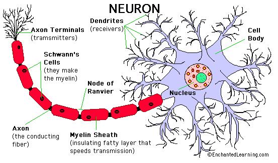 Neurotoxické látky Neurotransmitery: