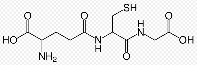 Konjugace s glutathionem, glycinem Glutathion tripeptid: γ-glutamyl-cysteinyl-glycin