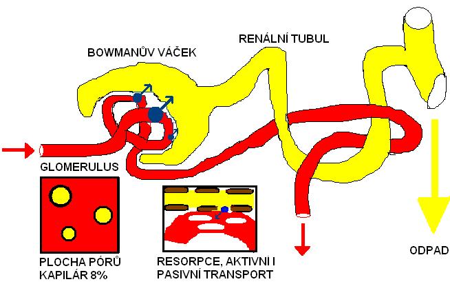 Vylučování Vylučovací orgány: Ledviny (moč), žlučník (žluč), plíce (těkavé látky), trávicí ústrojí (zpětná resorpce),