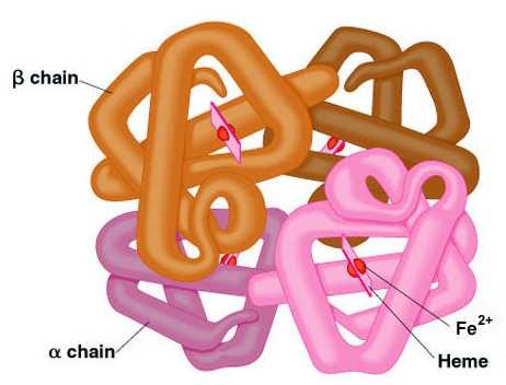 Hematotoxické látky b) Interakce toxické látky s hemoglobinem METHEMOGLOBIN: Fe II+ je oxidován na Fe III+