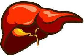 Hepatotoxické látky Funkce jater: a) Tvorba a metabolismus živin
